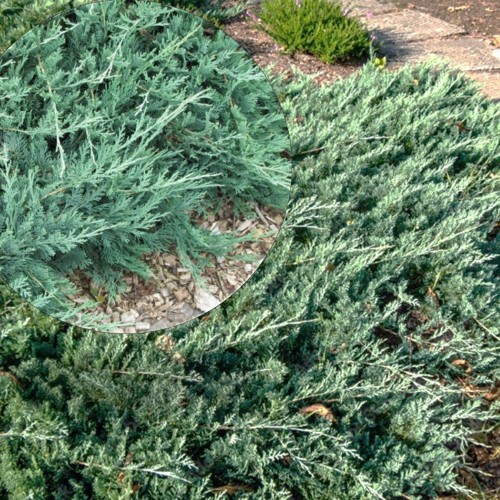 Juniperus horizontalis 'Douglasi' - Roomav kadakas 'Douglasi' C2/2L